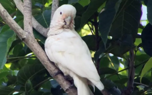 Burung Endemik